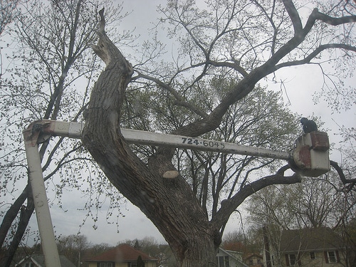 Tree Cutting Service Holmes Chapel