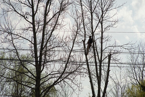 Tree Cutting Service Macclesfield