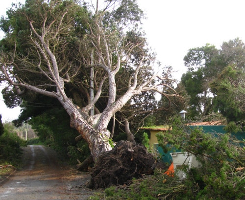 Tree Pruning Northwich