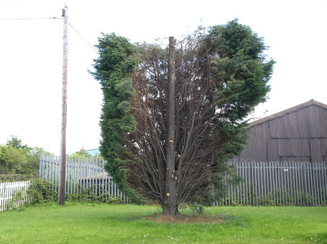 Tree Surgeon Warrington