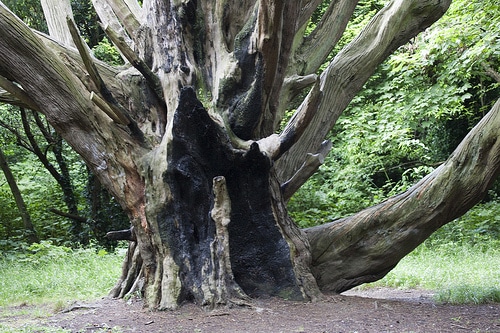 Tree Surgeons Ellesmere Port