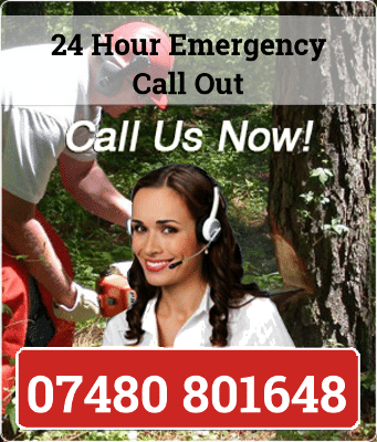 tree surgeon Warrington call now